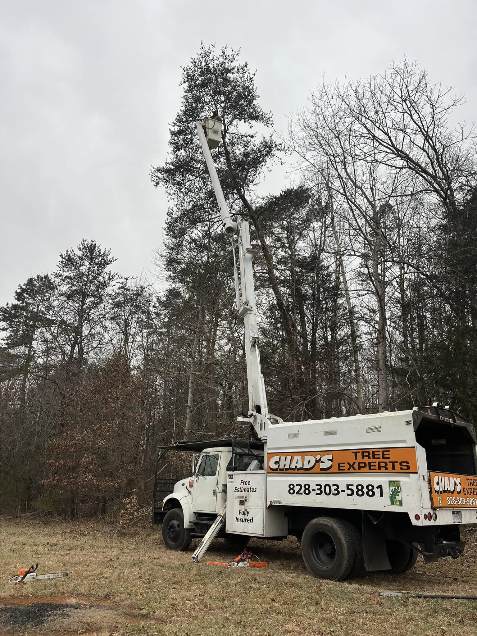 Tree Trimming in Hickory, NC by Chad's Tree Experts
